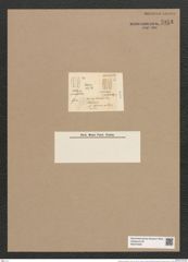 Diadesmis sculpta (Ehr.) Kütz. (de-Toni-Nr.: Genus 84, Species 2946) Zeichnungen Sammlung Grunow Nr. 5953 (NHMW-BOT-W0374429)